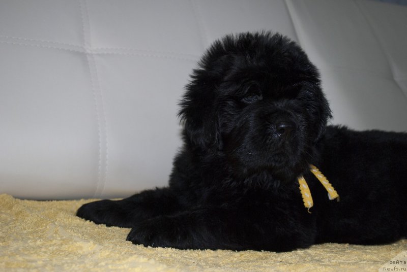 Фото: ньюфаундленд Черный Балу Морисабель