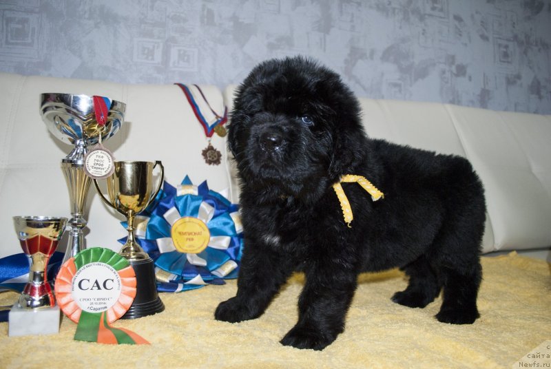 Фото: ньюфаундленд Черный Балу Морисабель