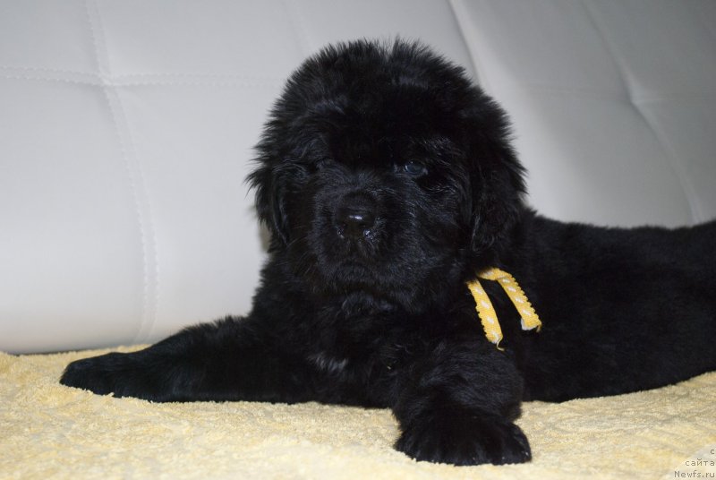 Фото: ньюфаундленд Черный Балу Морисабель