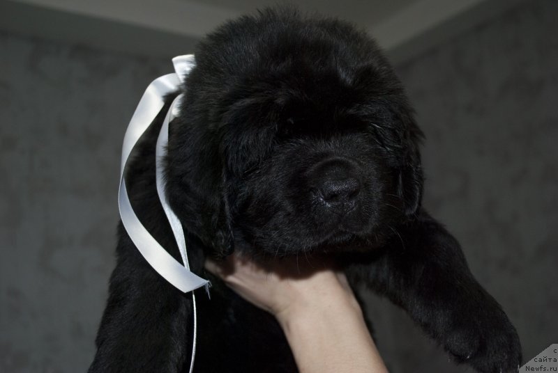 Фото: ньюфаундленд Черный Балу Мария Магдалена