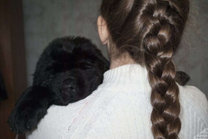 Фото: ньюфаундленд Черный Балу Мария Магдалена