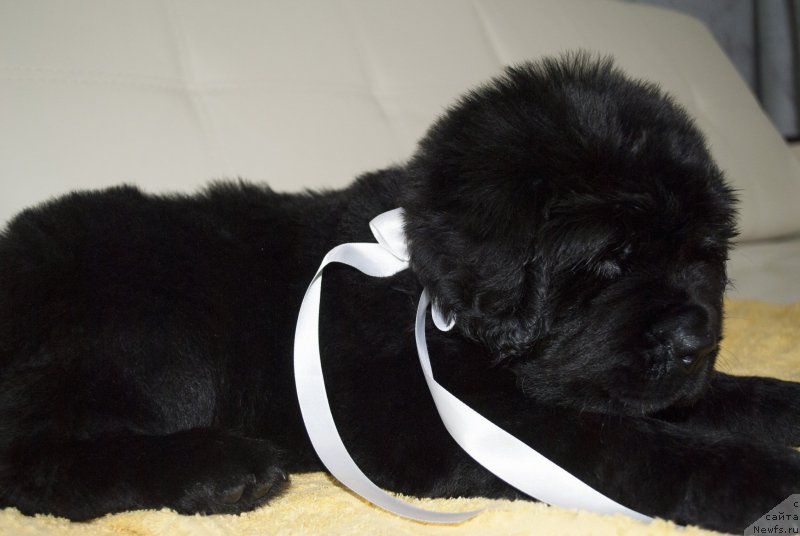 Фото: ньюфаундленд Черный Балу Мария Магдалена