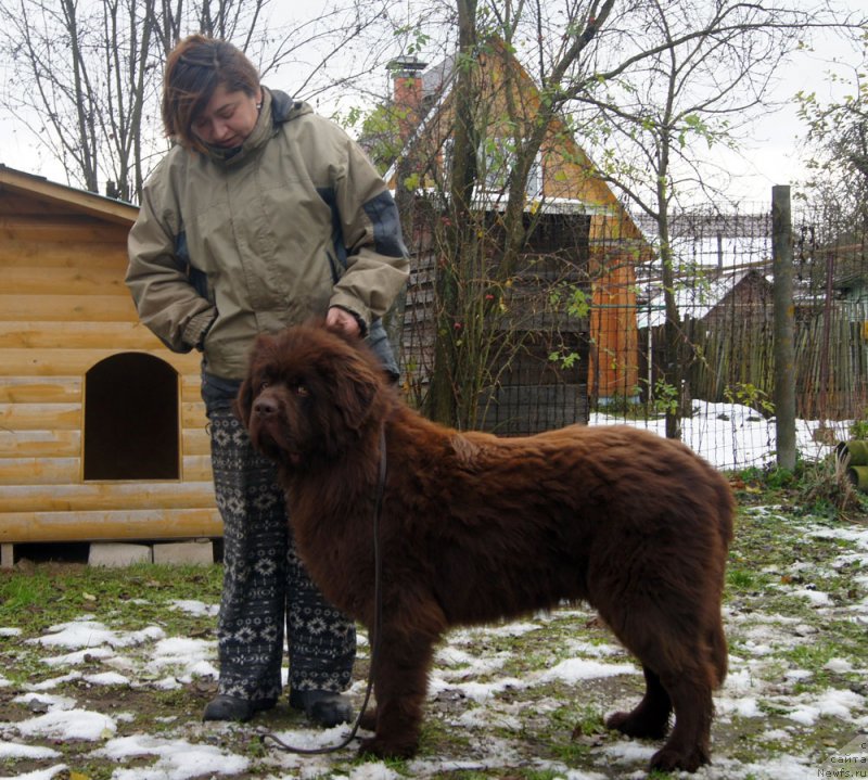 Фото: ньюфаундленд Браунблад  МСК Лион Лаби-Рони (Brownblood MSK Lyon Labi-Roni), Наталья Борисова