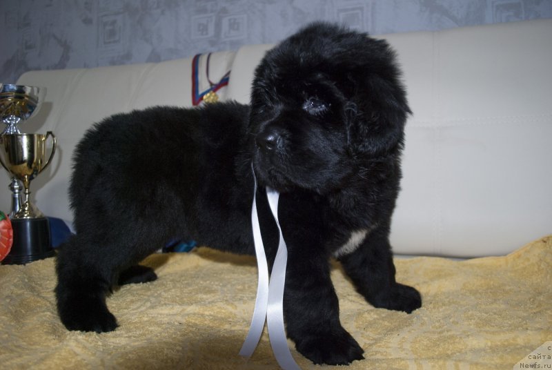Фото: ньюфаундленд Черный Балу Мария Магдалена