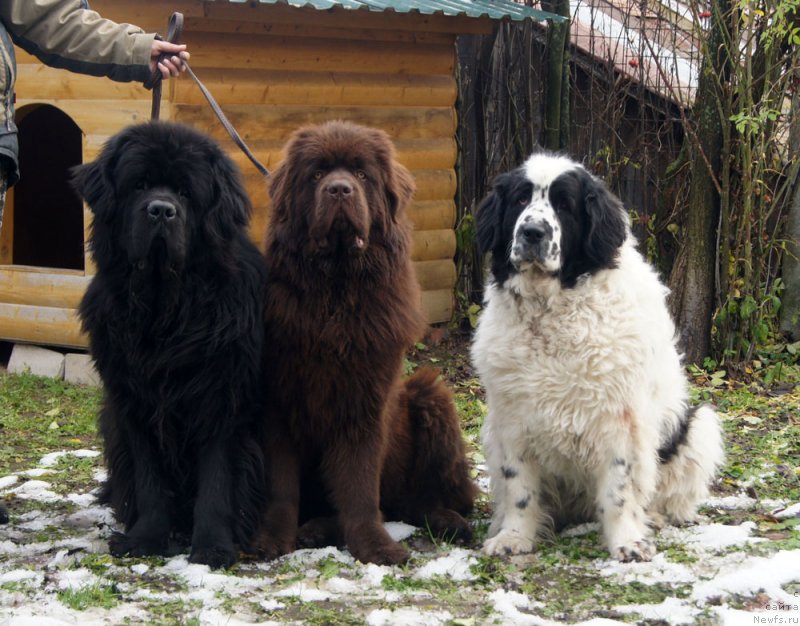 Фото: ньюфаундленд Фест-Райт Чемп (First-Right Champ), ньюфаундленд Браунблад  МСК Лион Лаби-Рони (Brownblood MSK Lyon Labi-Roni), ньюфаундленд Сент Джонс Царевна Лебедь (Sent Djons Carevna Lebed)