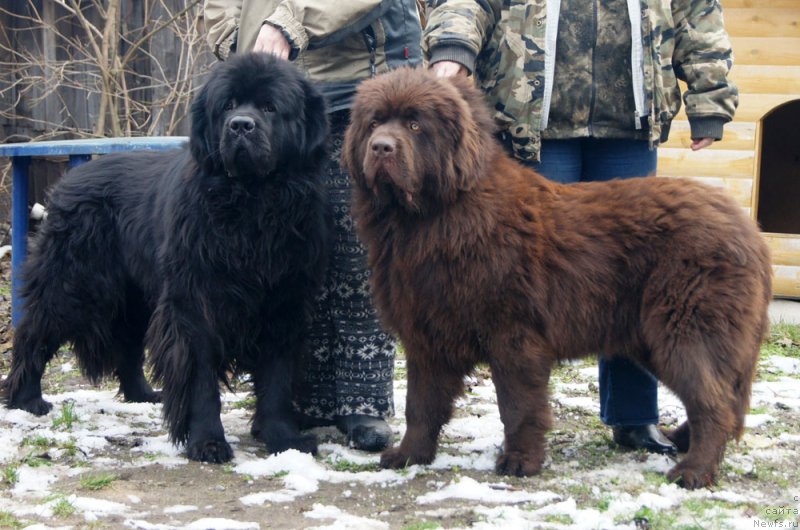 Фото: ньюфаундленд Фест-Райт Чемп (First-Right Champ), ньюфаундленд Браунблад  МСК Лион Лаби-Рони (Brownblood MSK Lyon Labi-Roni)