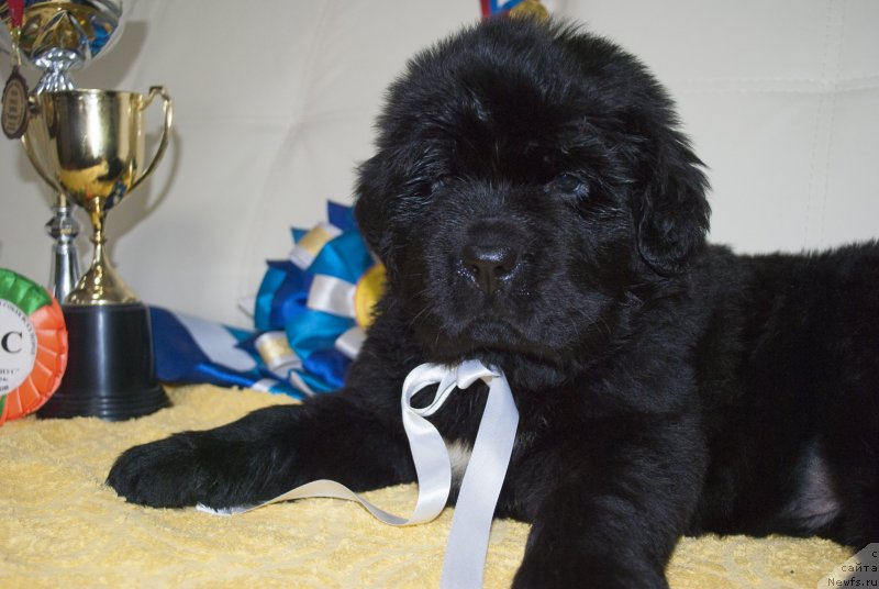Фото: ньюфаундленд Черный Балу Мария Магдалена