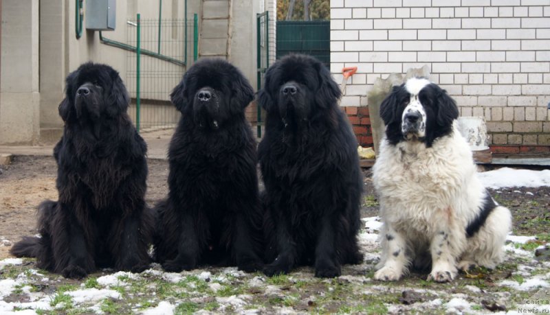 Фото: ньюфаундленд Сент Джонс Ульрика (Sent Djons Ulrika), ньюфаундленд Флорин Голд Трежа, ньюфаундленд Фест-Райт Чемп (First-Right Champ), ньюфаундленд Сент Джонс Царевна Лебедь (Sent Djons Carevna Lebed)