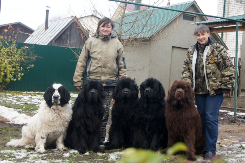 Фото: ньюфаундленд Сент Джонс Царевна Лебедь (Sent Djons Carevna Lebed), ньюфаундленд Сент Джонс Ульрика (Sent Djons Ulrika), ньюфаундленд Флорин Голд Трежа, ньюфаундленд Фест-Райт Чемп (First-Right Champ), ньюфаундленд Браунблад  МСК Лион Лаби-Рони (Brownblood MSK Lyon Labi-Roni), Наталья Борисова, Татьяна Гребенюк
