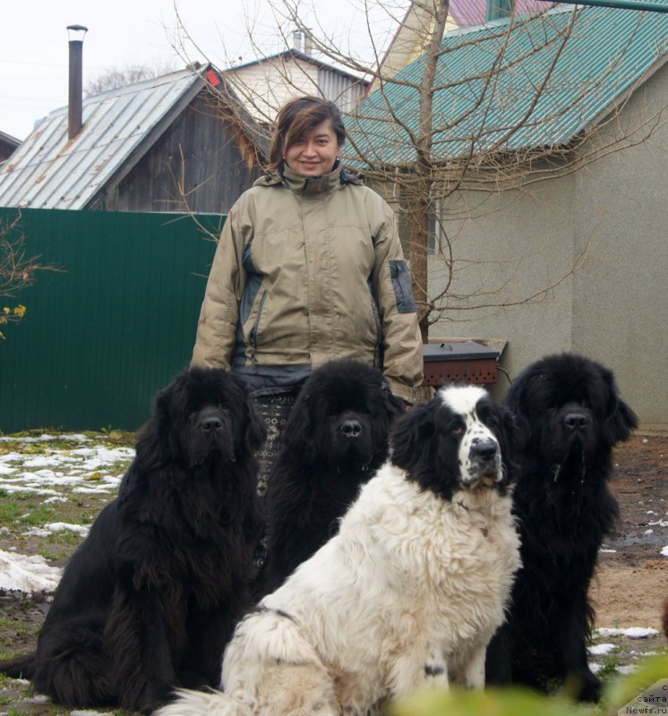 Фото: ньюфаундленд Сент Джонс Ульрика (Sent Djons Ulrika), ньюфаундленд Флорин Голд Трежа, ньюфаундленд Сент Джонс Царевна Лебедь (Sent Djons Carevna Lebed), ньюфаундленд Фест-Райт Чемп (First-Right Champ), Наталья Борисова