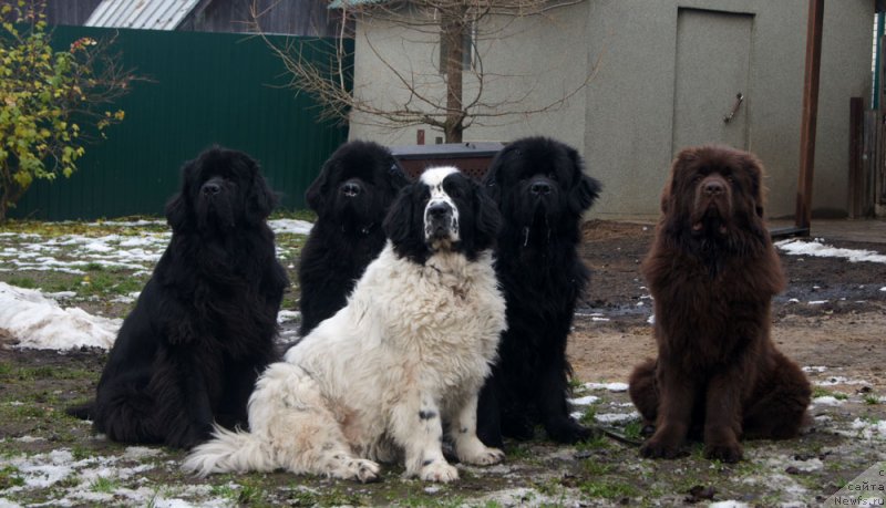 Фото: ньюфаундленд Сент Джонс Ульрика (Sent Djons Ulrika), ньюфаундленд Флорин Голд Трежа, ньюфаундленд Сент Джонс Царевна Лебедь (Sent Djons Carevna Lebed), ньюфаундленд Фест-Райт Чемп (First-Right Champ), ньюфаундленд Браунблад  МСК Лион Лаби-Рони (Brownblood MSK Lyon Labi-Roni)