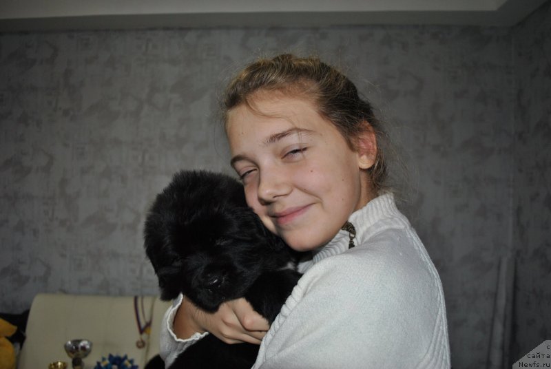 Фото: ньюфаундленд Степная Пальмира Естественно Я Лучший, ньюфаундленд Черный Балу Донна