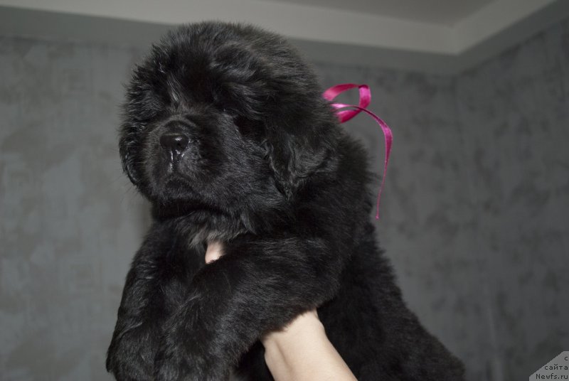 Фото: ньюфаундленд Черный Балу Мирослава (Cherniy Balu Miroslava)