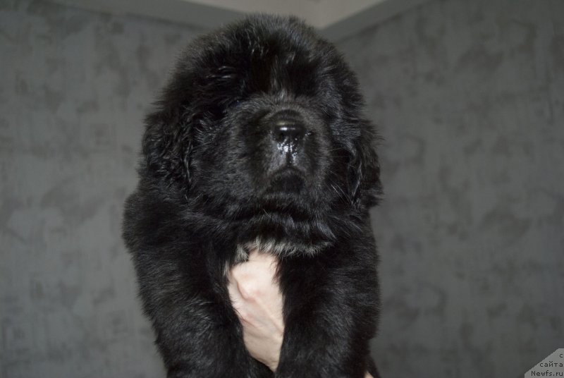 Фото: ньюфаундленд Черный Балу Мирослава (Cherniy Balu Miroslava)