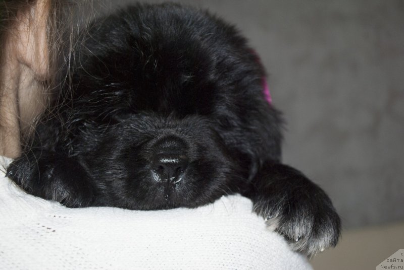 Фото: ньюфаундленд Черный Балу Мирослава (Cherniy Balu Miroslava)