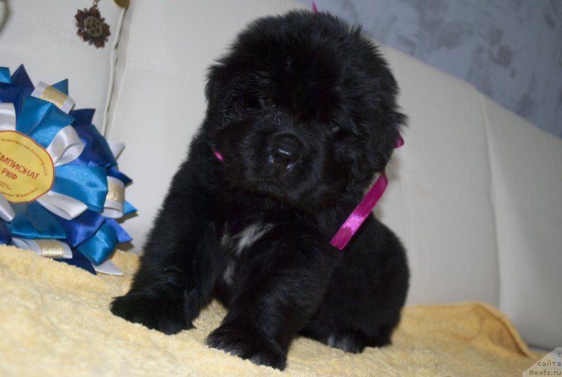 Фото: ньюфаундленд Черный Балу Мирослава (Cherniy Balu Miroslava)