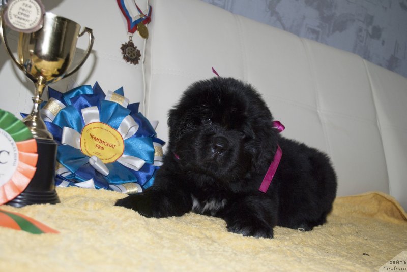 Фото: ньюфаундленд Черный Балу Мирослава (Cherniy Balu Miroslava)