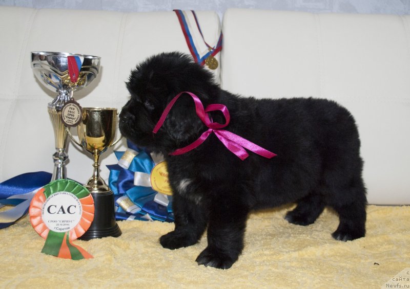 Фото: ньюфаундленд Черный Балу Мирослава (Cherniy Balu Miroslava)
