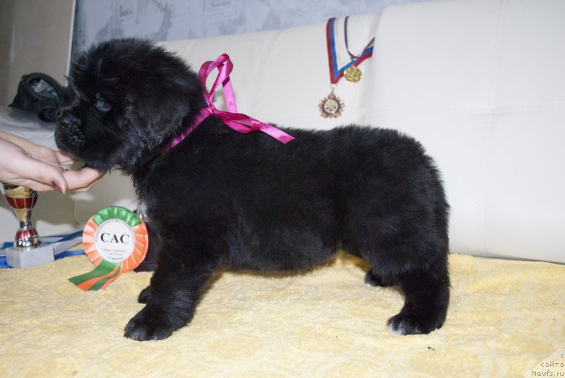 Фото: ньюфаундленд Черный Балу Мирослава (Cherniy Balu Miroslava)
