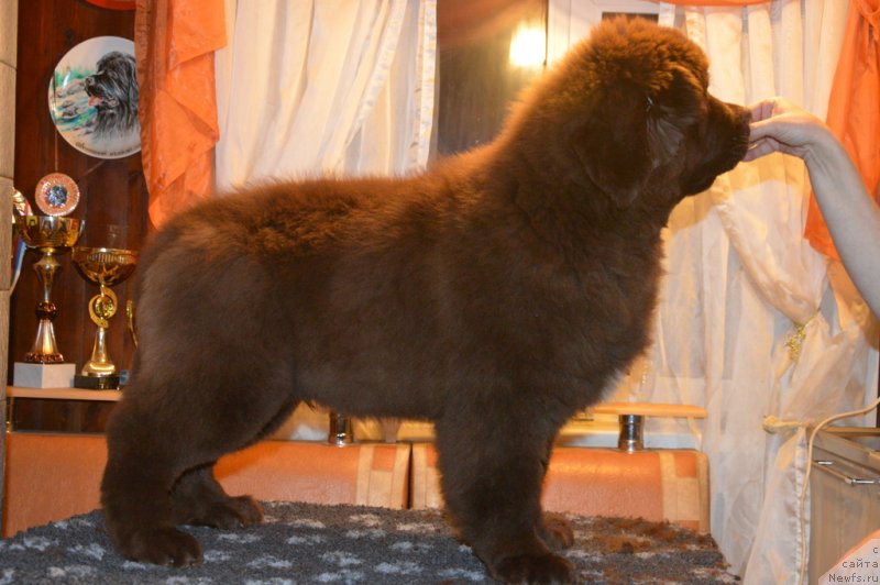 Фото: [d17256]
Лео
3.5 мес