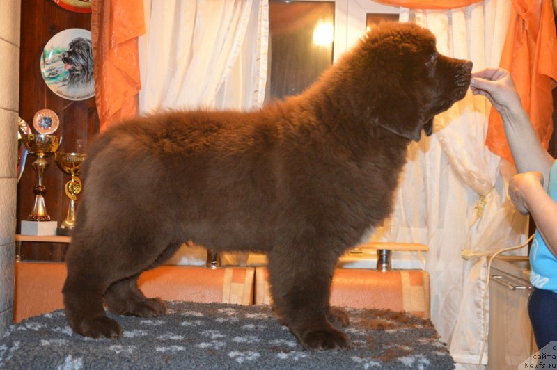 Фотография № 231746