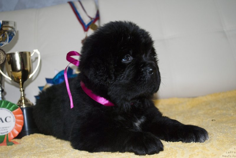 Фото: ньюфаундленд Черный Балу Мирослава (Cherniy Balu Miroslava)