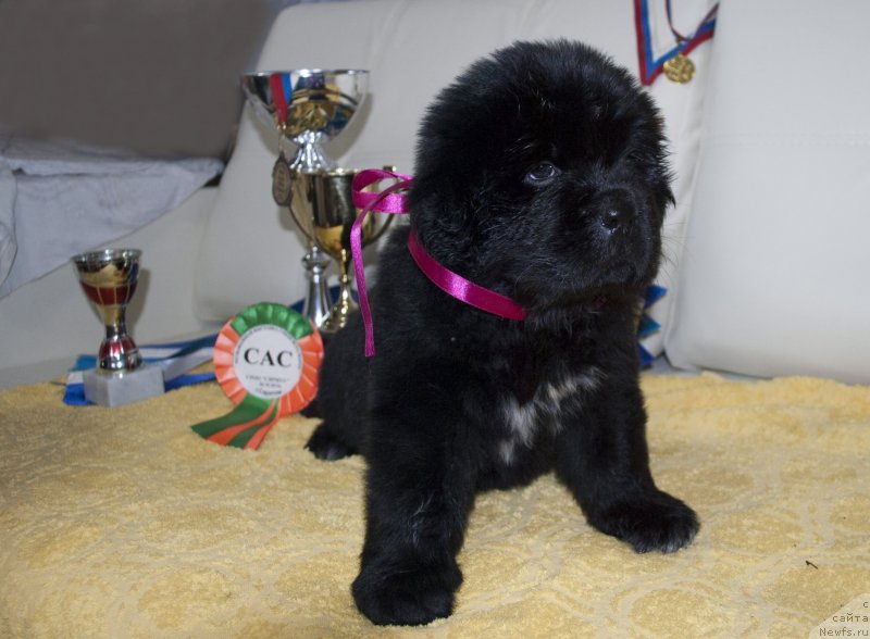 Фото: ньюфаундленд Черный Балу Мирослава (Cherniy Balu Miroslava)
