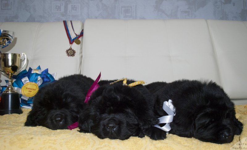Фото: ньюфаундленд Степная Пальмира Естественно Я Лучший, ньюфаундленд Черный Балу Донна