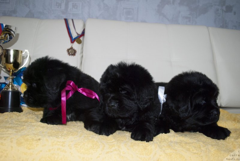 Фото: ньюфаундленд Степная Пальмира Естественно Я Лучший, ньюфаундленд Черный Балу Донна