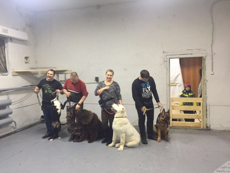 Фото: ньюфаундленд Браунблад МСК Лея Айман (Brownblood MSK Leya Aiman)