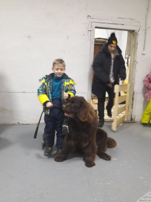 Фото: ньюфаундленд Браунблад МСК Лея Айман (Brownblood MSK Leya Aiman)