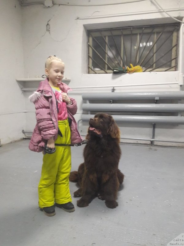 Фото: ньюфаундленд Браунблад МСК Лея Айман (Brownblood MSK Leya Aiman)
