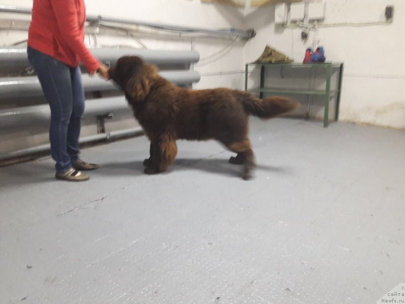 Фото: ньюфаундленд Браунблад МСК Лея Айман (Brownblood MSK Leya Aiman)