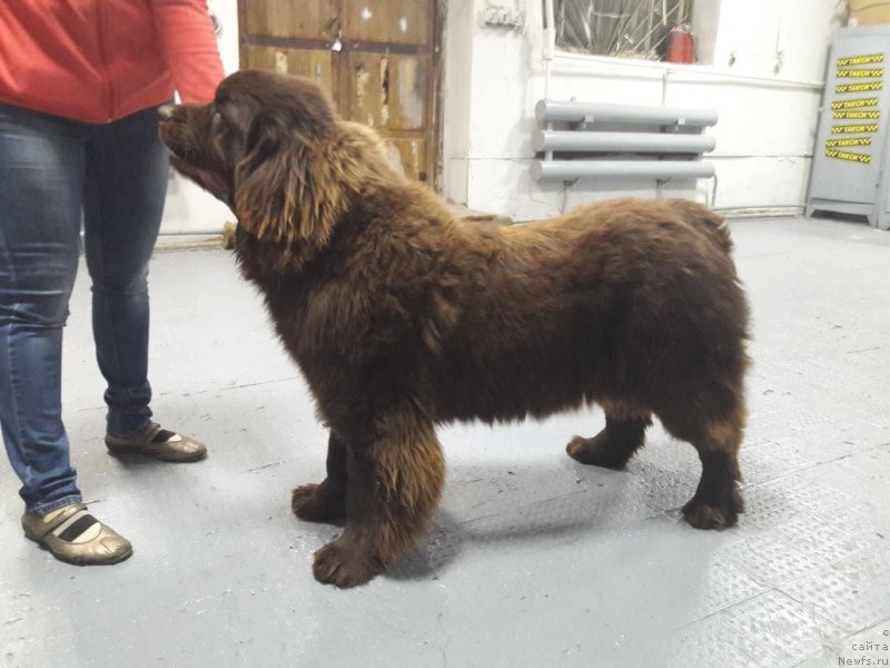 Фото: ньюфаундленд Браунблад МСК Лея Айман (Brownblood MSK Leya Aiman)