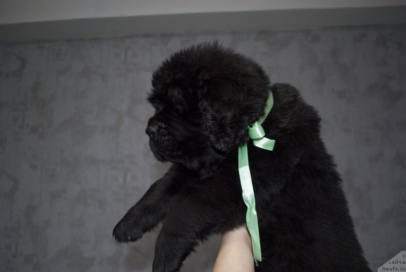 Фото: ньюфаундленд Черный Балу Маггелан