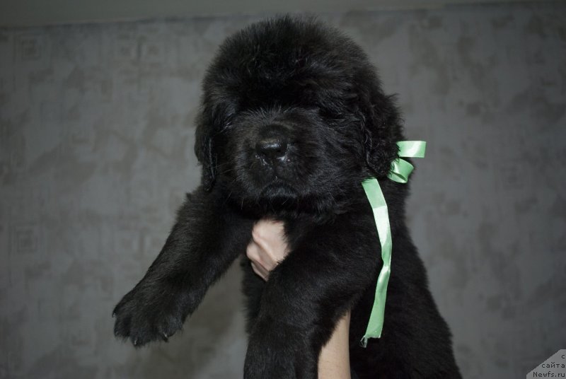 Фото: ньюфаундленд Черный Балу Маггелан