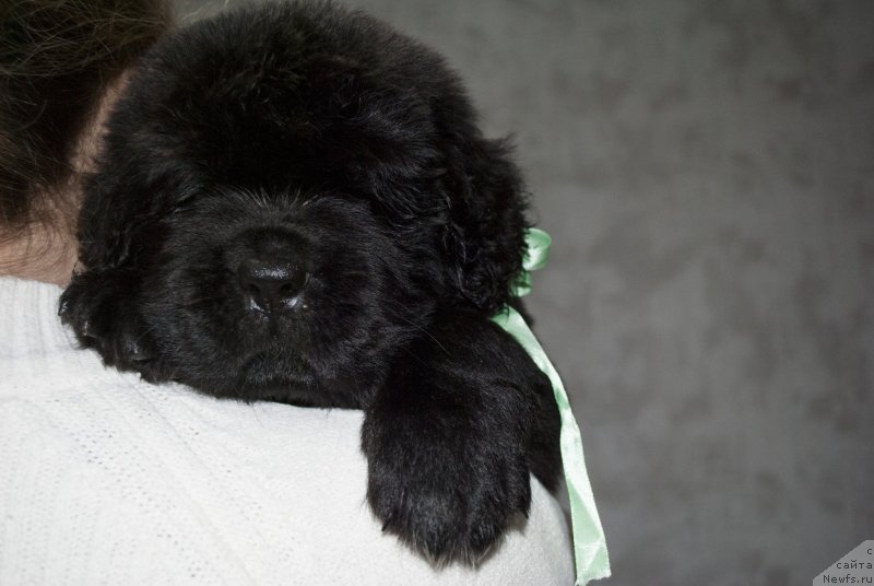 Фото: ньюфаундленд Черный Балу Маггелан
