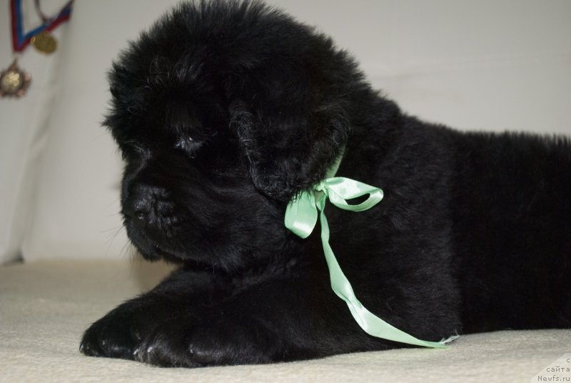 Фото: ньюфаундленд Черный Балу Маггелан