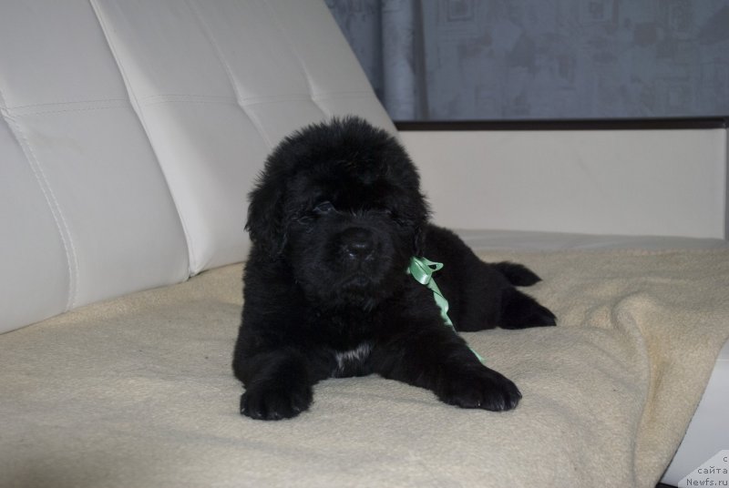 Фото: ньюфаундленд Черный Балу Маггелан