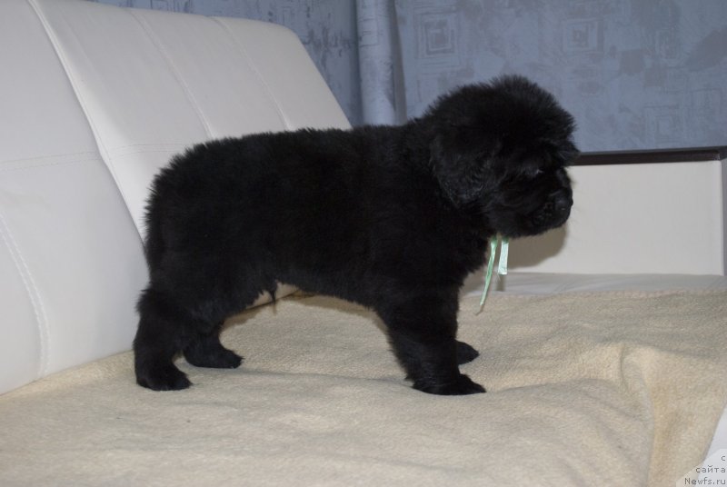 Фото: ньюфаундленд Черный Балу Маггелан