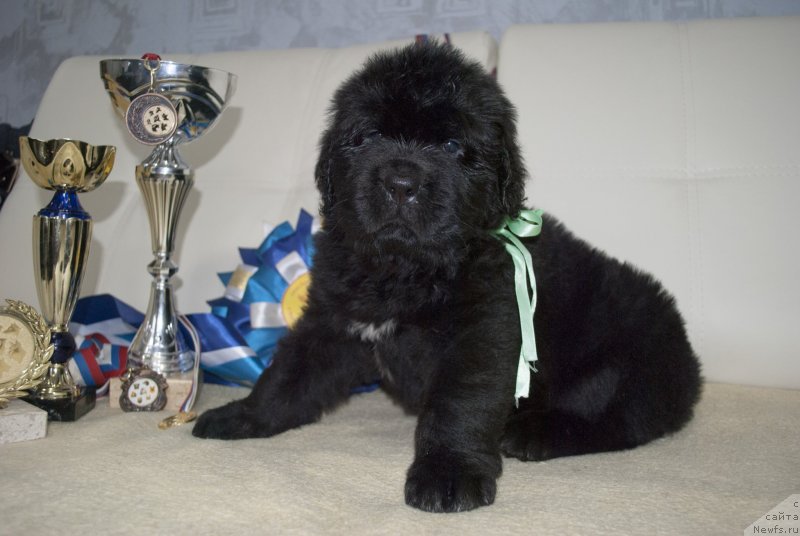 Фото: ньюфаундленд Черный Балу Маггелан