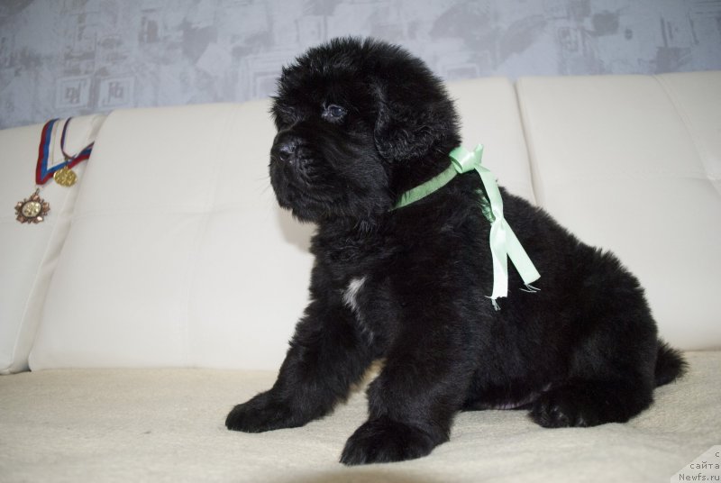 Фото: ньюфаундленд Черный Балу Маггелан