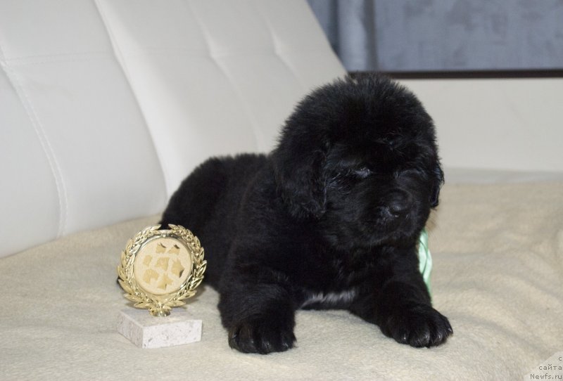 Фото: ньюфаундленд Черный Балу Маггелан
