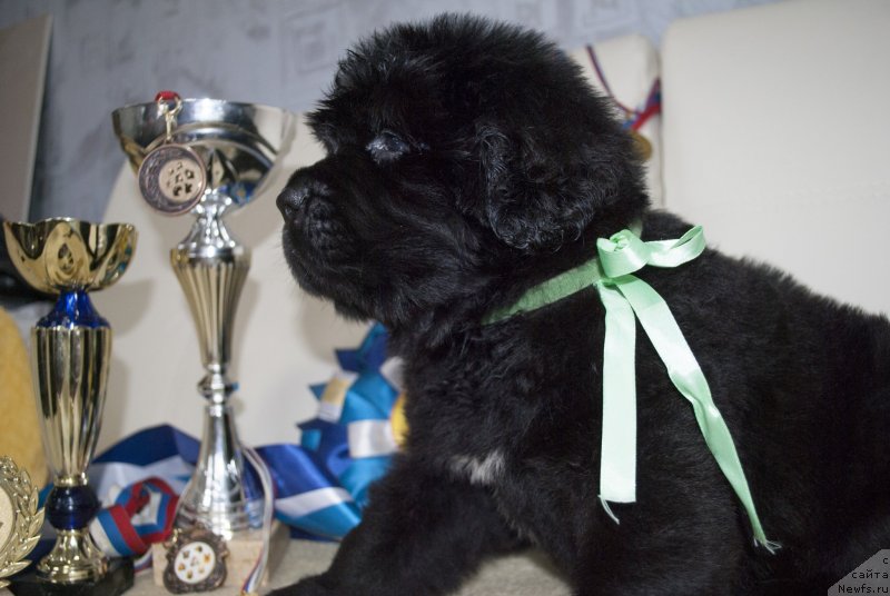 Фото: ньюфаундленд Черный Балу Маггелан