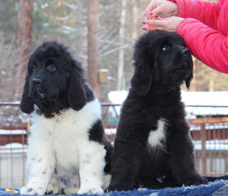 Фотография № 231769