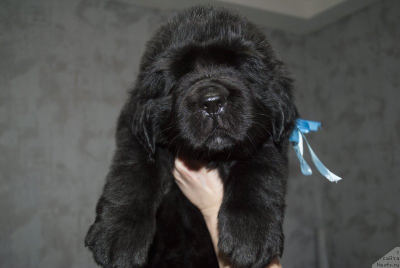 Фото: ньюфаундленд Черный Балу Макларен