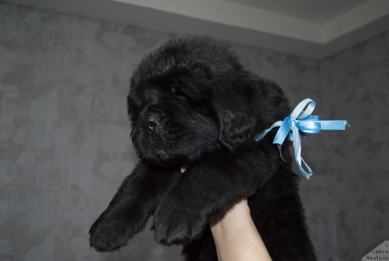 Фото: ньюфаундленд Черный Балу Макларен