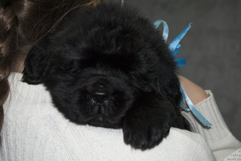 Фото: ньюфаундленд Черный Балу Макларен