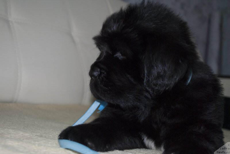 Фото: ньюфаундленд Черный Балу Макларен