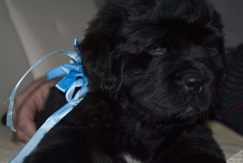Фото: ньюфаундленд Черный Балу Макларен